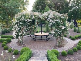 Tree in blossom at Ellerker House Gardens